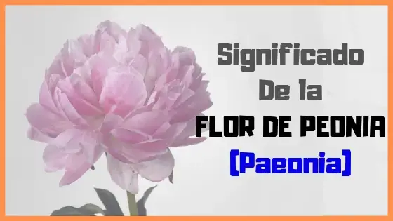 Flor de PEONIA SIGNIFICADO y Simbolismo - Cardila Blog