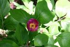 Paeonia-obovata-flor